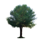 Los árboles nativos de Tepoztlán: un pequeño catálogo