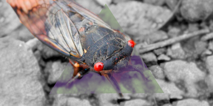 Las chicharras y su canto