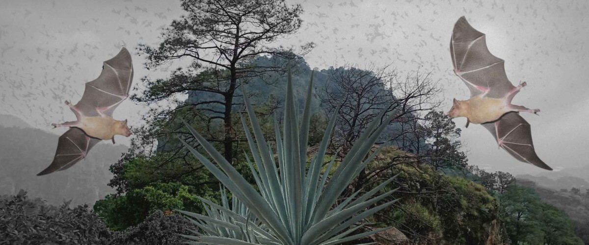 murcielagos-magueyero-tepoztlan-ocotitlan