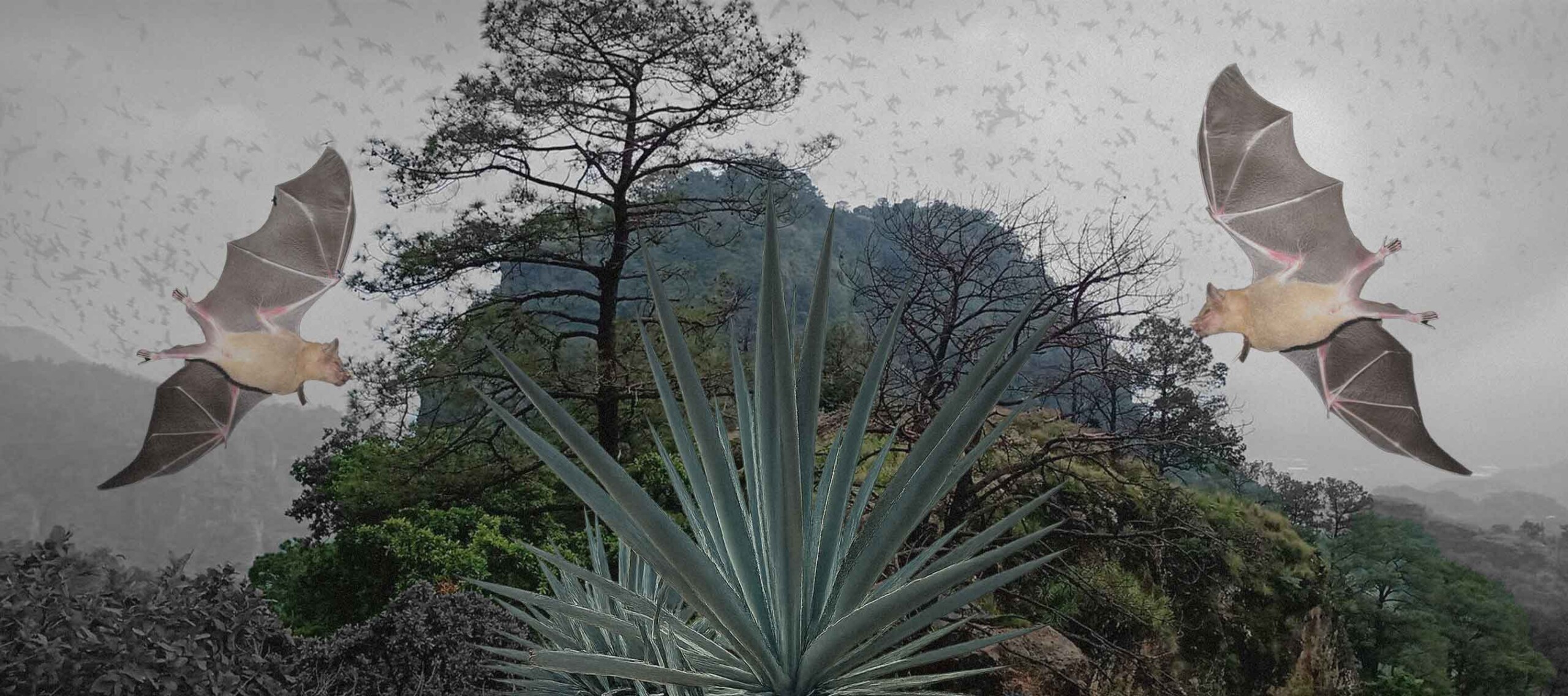 murcielagos-magueyero-tepoztlan-ocotitlan